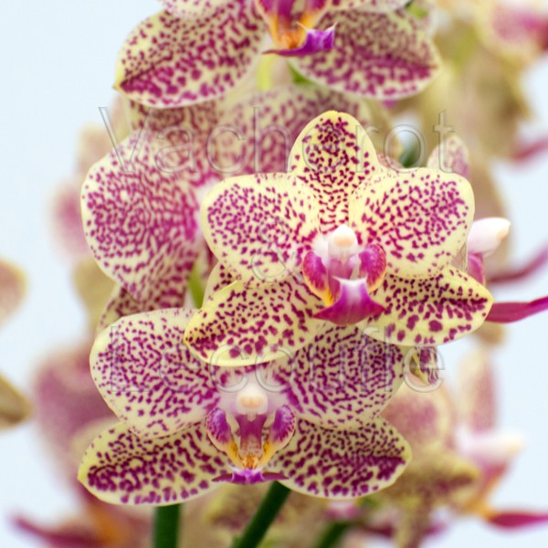 Phalaenopsis Wild Prncess