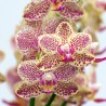 Phalaenopsis Wild Princess