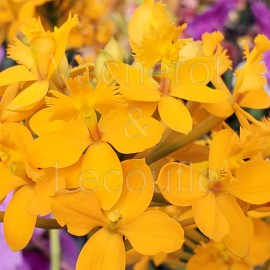 Epidendrum Ballerina 'Tangerine'