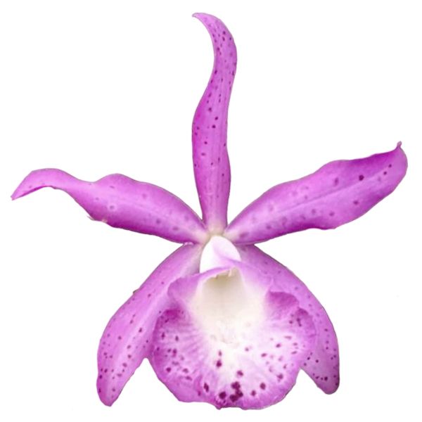 Cattleya Taiwan Mermaid (Bct.)