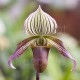 Paphiopedilum urbanianum