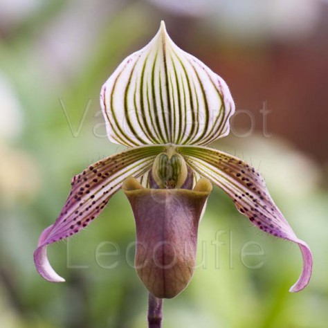 Paphiopedilum urbanianum