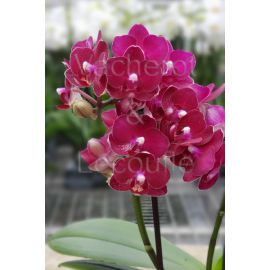 Phalaenopsis Temptation