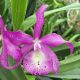 Cattleya Taiwan Mermaid (Bct.)