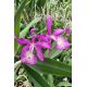 Cattleya Taiwan Mermaid (Bct.)