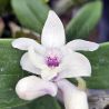 Dendrobium Niep Snowflake (Niep Snowstorm x aberrans]