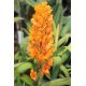 Ascocentrum aurantiacum (vanda aurantiaca)