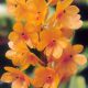 Ascocentrum aurantiacum (vanda aurantiaca)