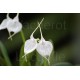 Masdevallia tovarensis