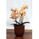 Phalaenopsis Aroma 'Sunset'