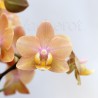 Phalaenopsis Aroma 'Sunset'