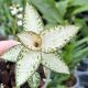 Goodyera schlechtendaliana 'Nishikiran'