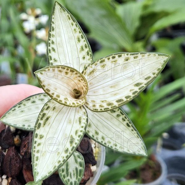 Goodyera schlechtendaliana 'Nishikiran'