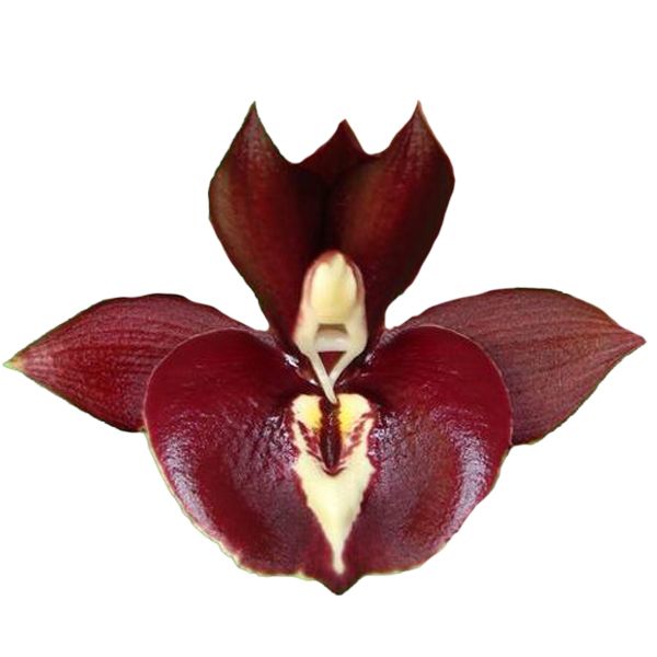 Catasetum Greg Scott AM/AOS (Donna Wise x pileatum)