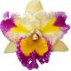 Cattleya Chaweewan Fancy (Rlc.)