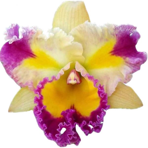 Cattleya Chaweewan Fancy (Rlc.)