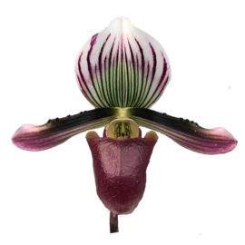 Paphiopedilum barbatum var. nigritum