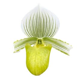 Paphiopedilum hennisianum var. album