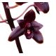 Cymbidium Little Black Sambo 'Black Magic'