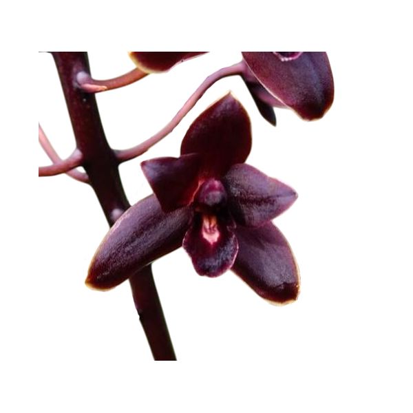 Cymbidium Little Black Sambo 'Black Magic'