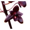 Cymbidium Little Black Sambo 'Black Magic'