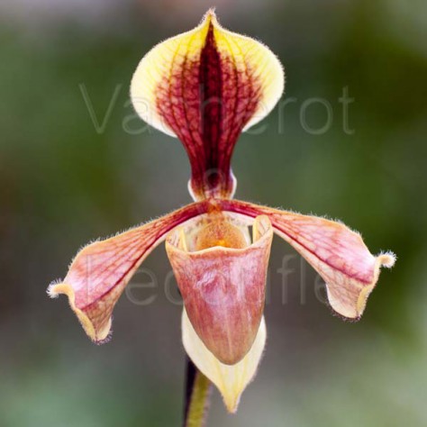 Paphiopedilum villosum var. annamense