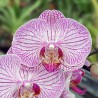 Phalaenopsis Hirondelle 3t