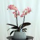 Phalaenopsis Aroma 'Sweet Pink'