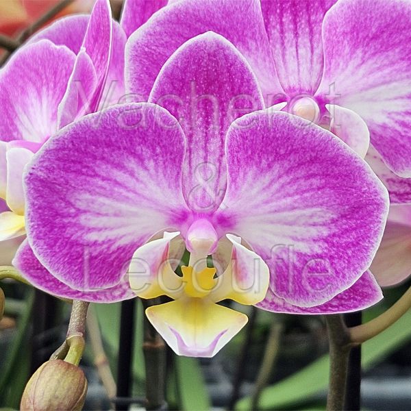 Phalaenopsis Cupido