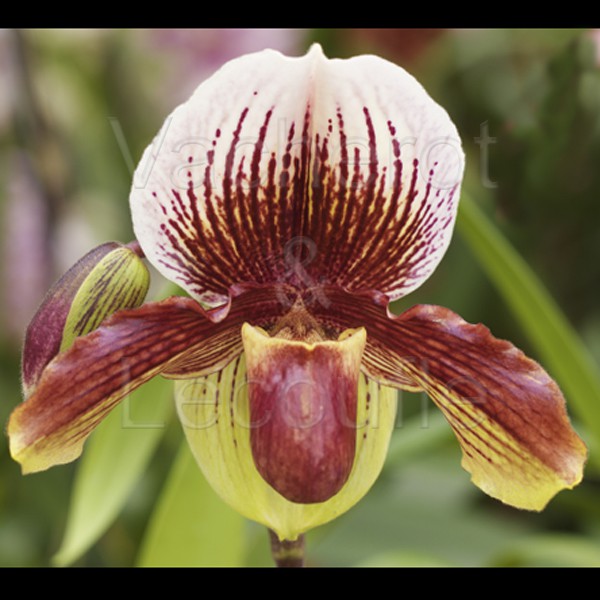 Comment entretenir son orchidée - Marché aux fleurs