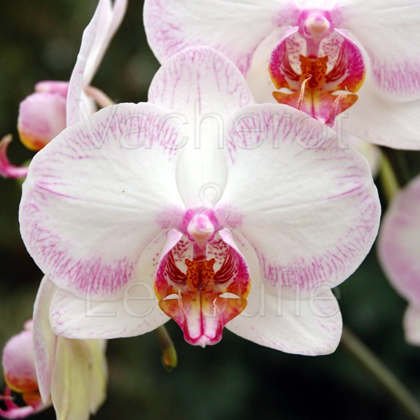 La Culture Phalaenopsis Vacherot Lecoufle Culture Orchidees Entretien Conseil Et Soin Des Orchidees