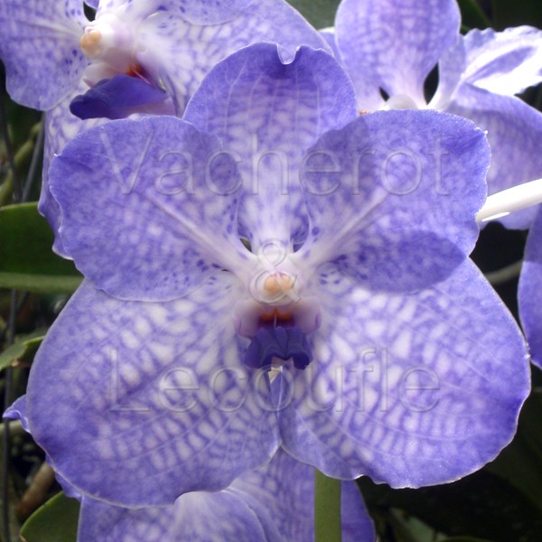 Orchidée Wanda