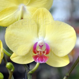 Phalaenopsis Fancy Fresco