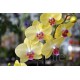 Phalaenopsis Fancy Fresco