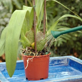 Substrat orchidee – L'orchidée – Culture et rempotage : engrais et substrat  pour orchidée